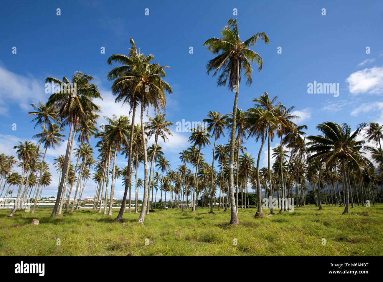 Plantation, coconut palm (Cocos nucifera), Tahiti, French Polynesia Stock Photo