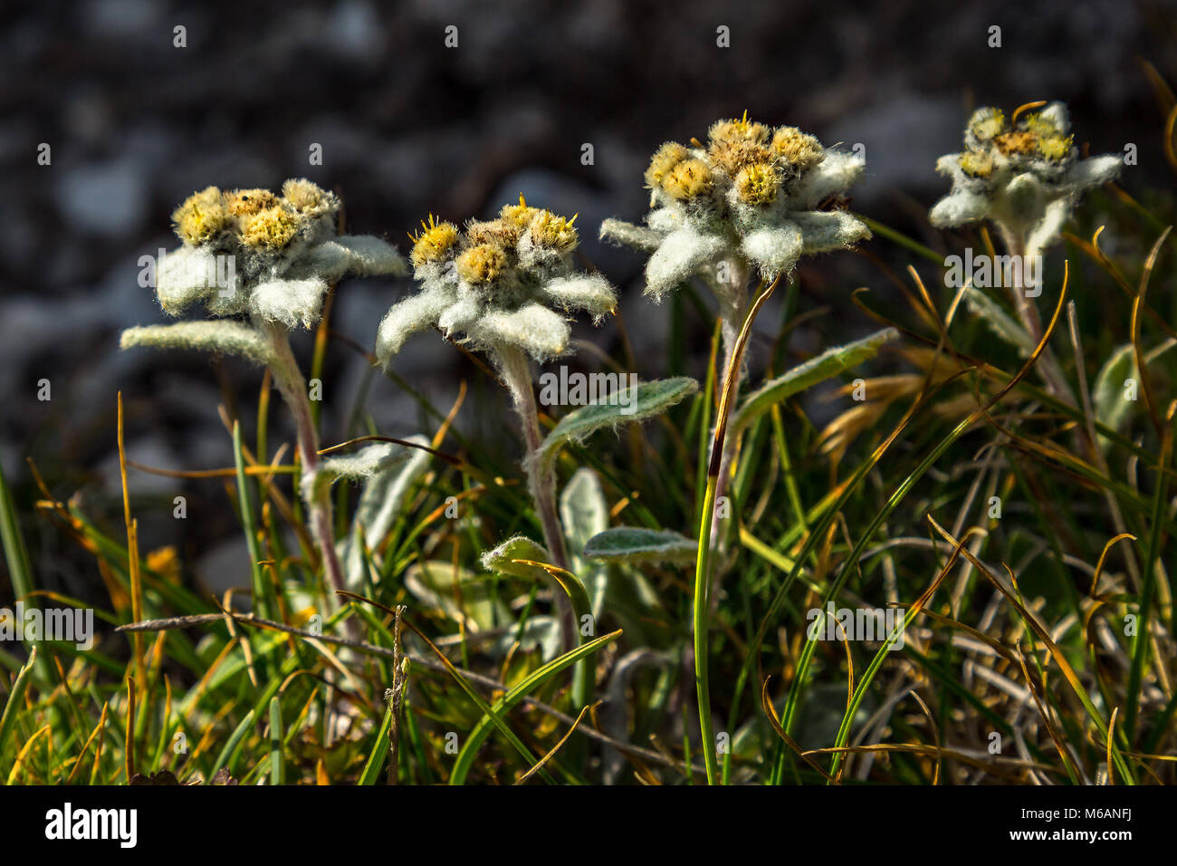 Leontopodium nivale, Alpine stars on the Majella, Abruzzo Stock Photo