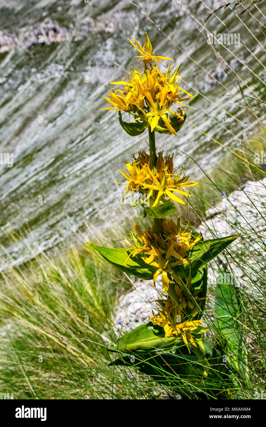 fioritura di genziana lutea sulla Majella Stock Photo