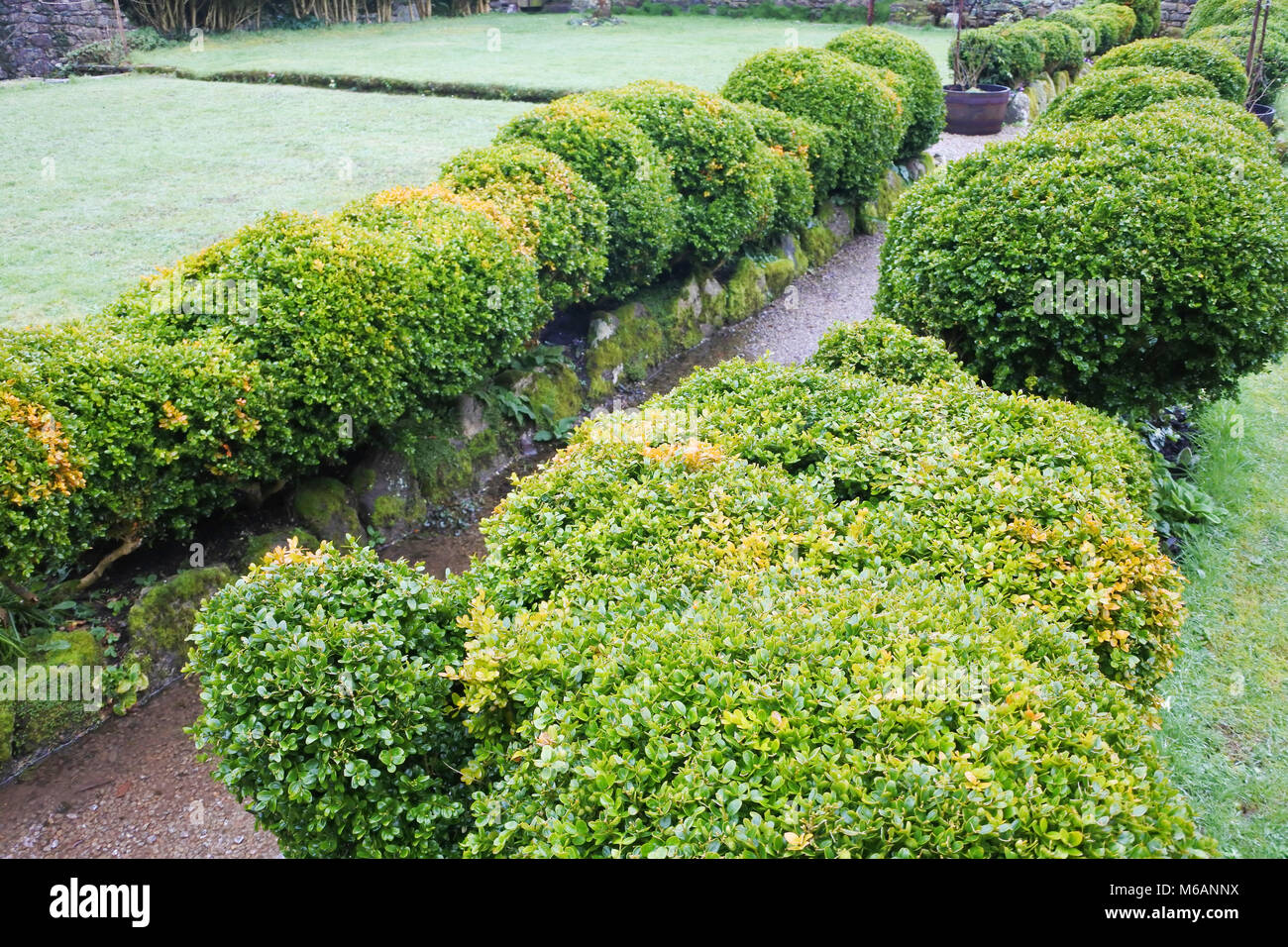 A box hedge showing signs of Box Blight in an English winter country garden - John Gollop Stock Photo