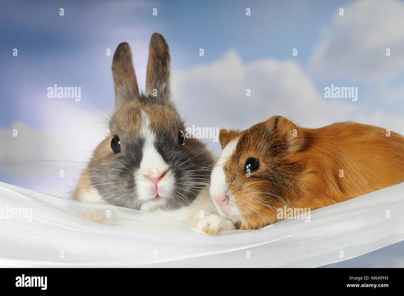 Dwarf rabbit and guinea pig Stock Photo Alamy