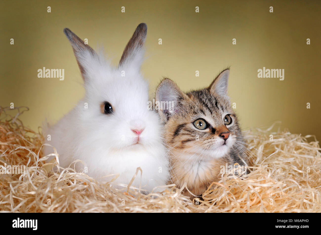 Adorable Baby Bunnies And Kittens