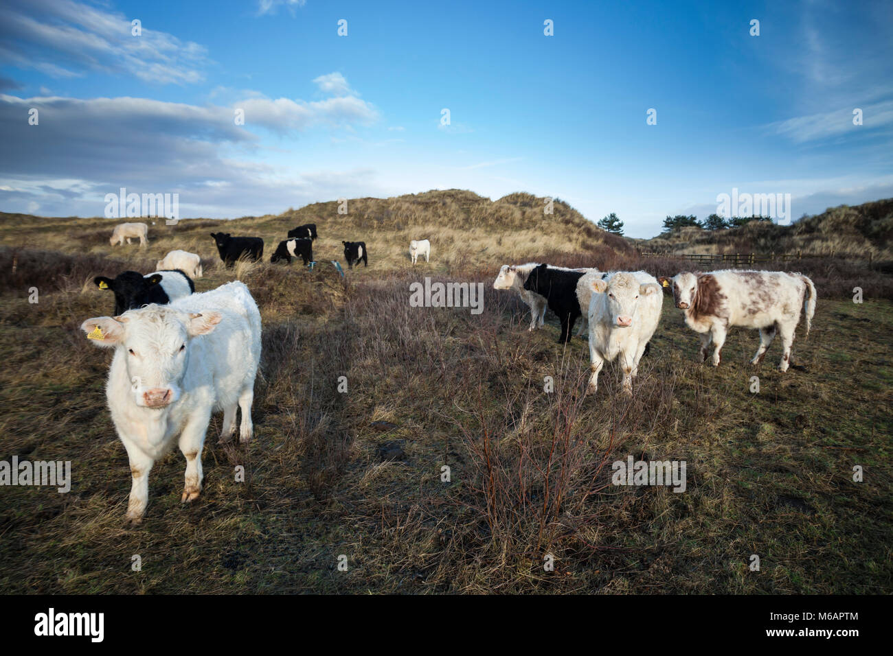 Rare breed cattle conservation grazing SSSI Stock Photo