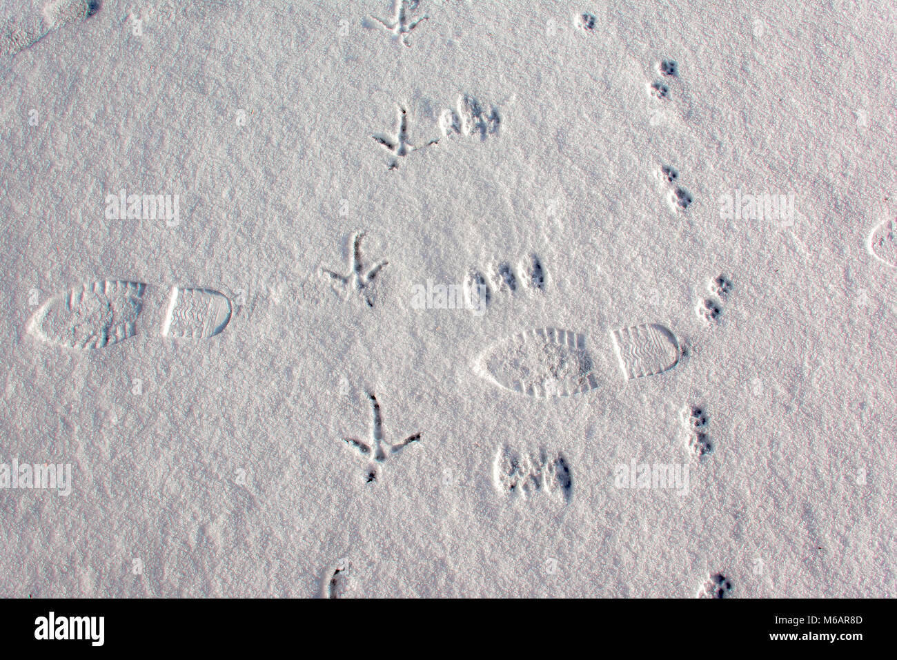 Animal tracks on the snow Stock Photo - Alamy