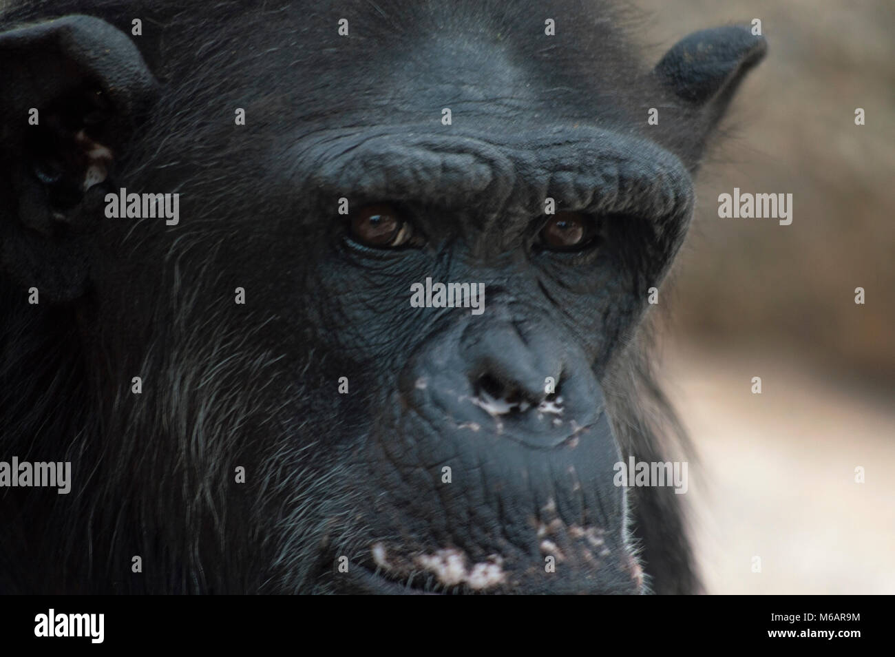 close up of a chimpanzee face Stock Photo