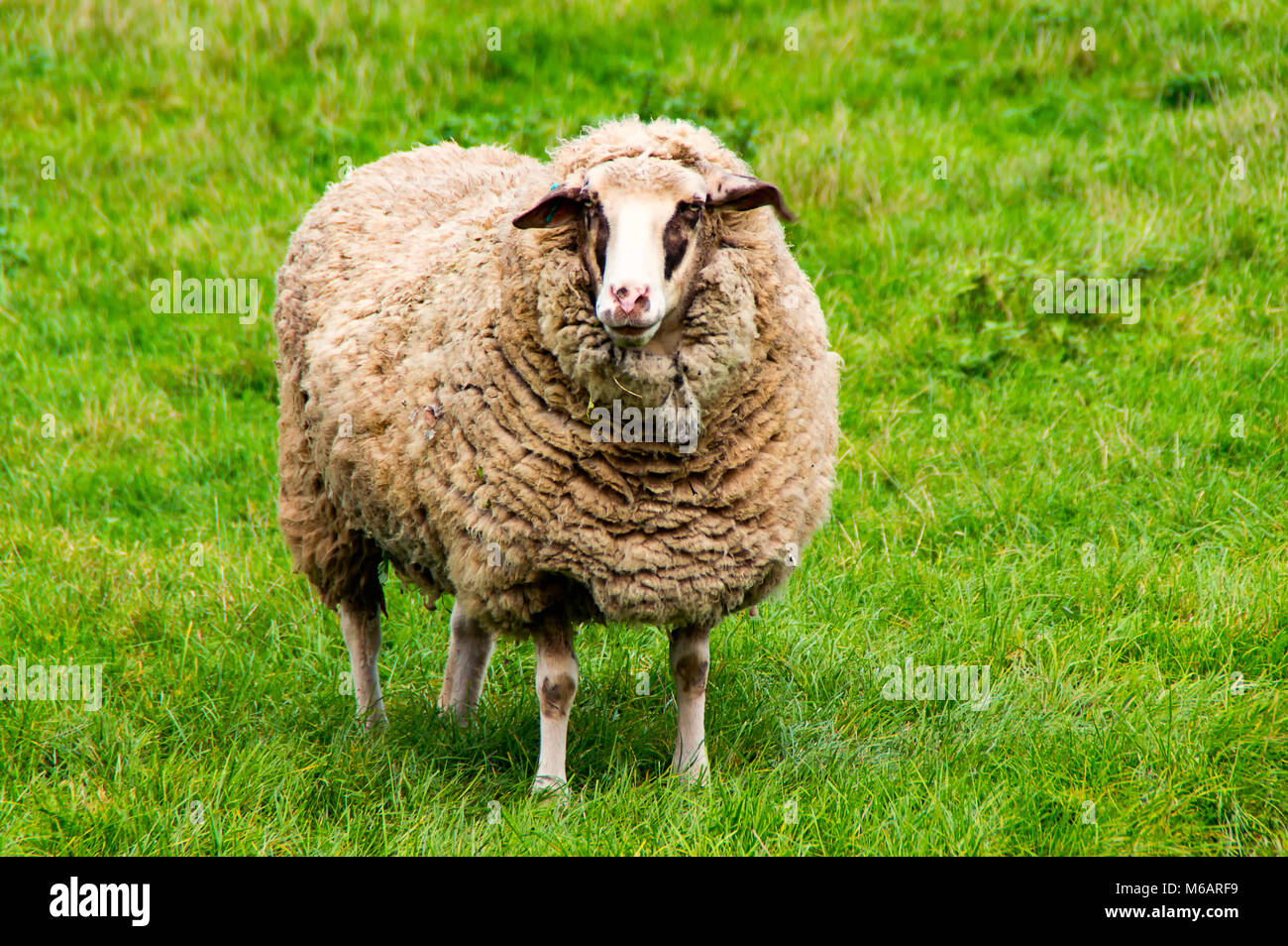 A big Sheep on the green gras Stock Photo