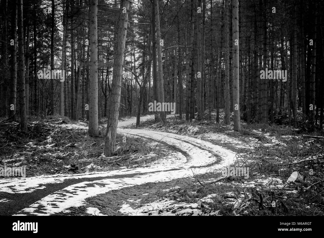 Black and white image of a snow covered winding trail through the tall fir trees at Delamere Forest Park, southeast of Frodsham, Cheshire, England Stock Photo