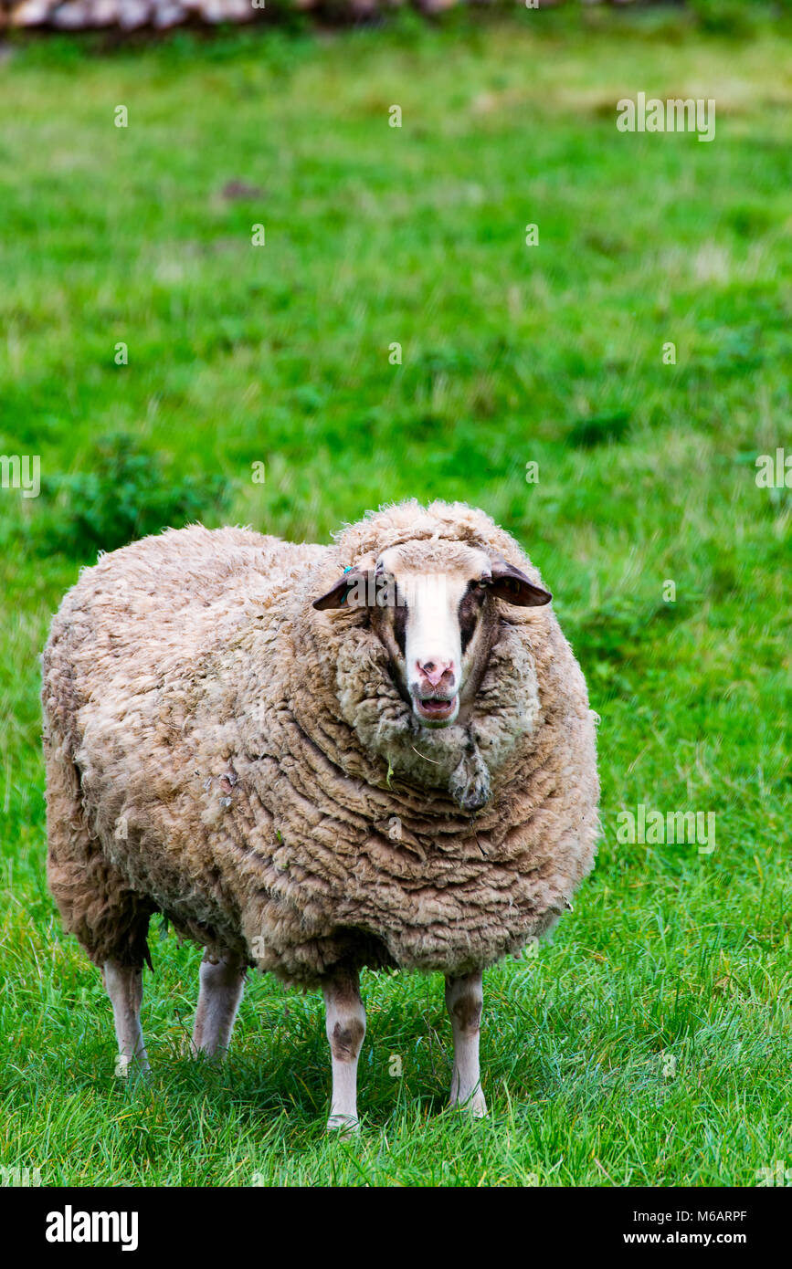 A big Sheep on the green gras 1 Stock Photo