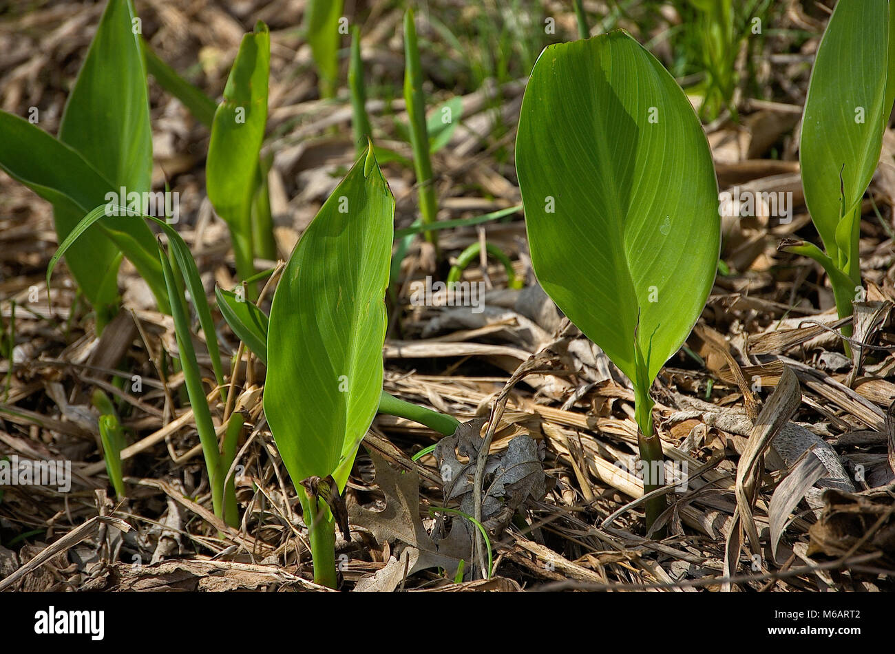 New canna lilly plants sprouting from a mulched flower bed Stock Photo