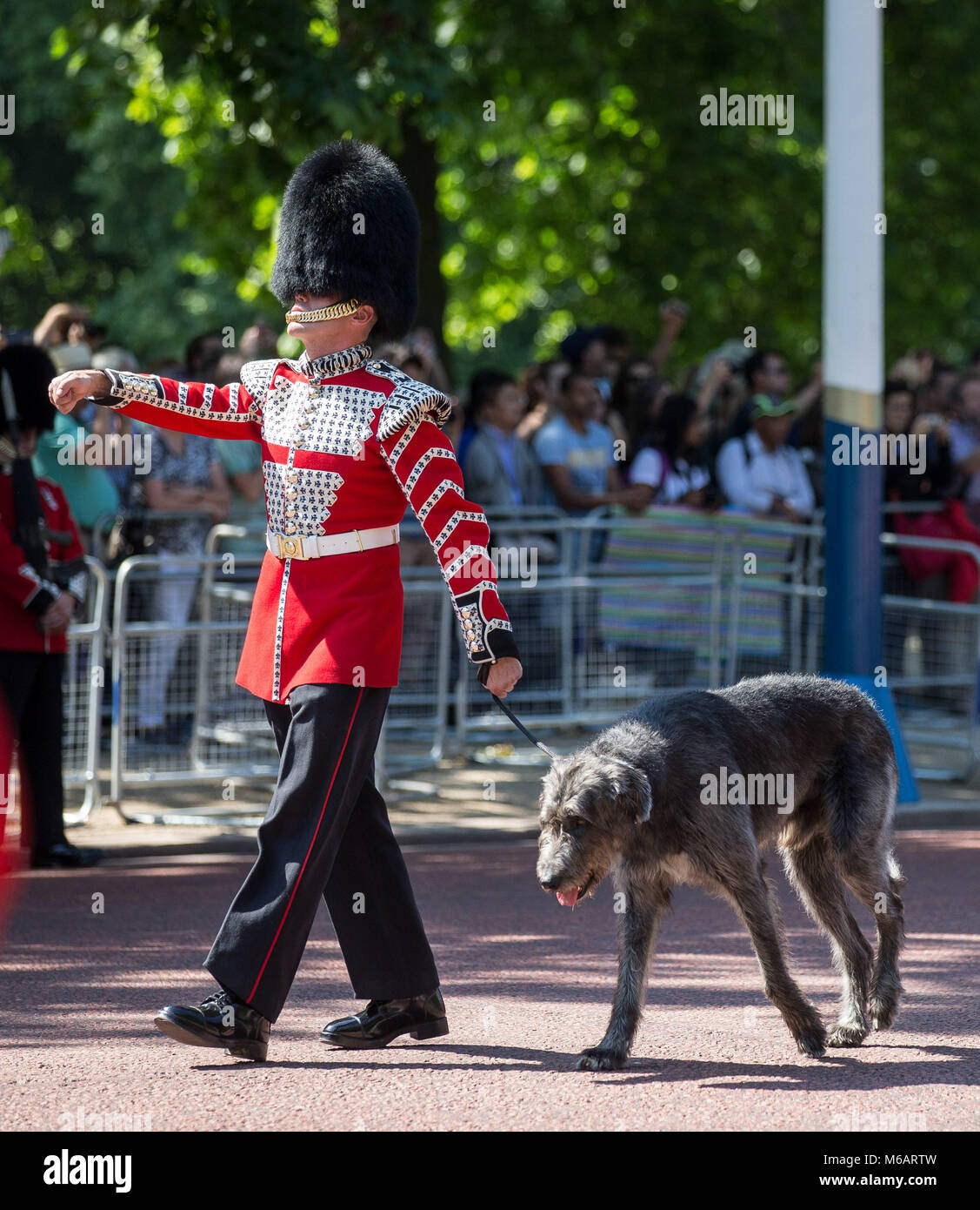 domhnall irish wolfhound
