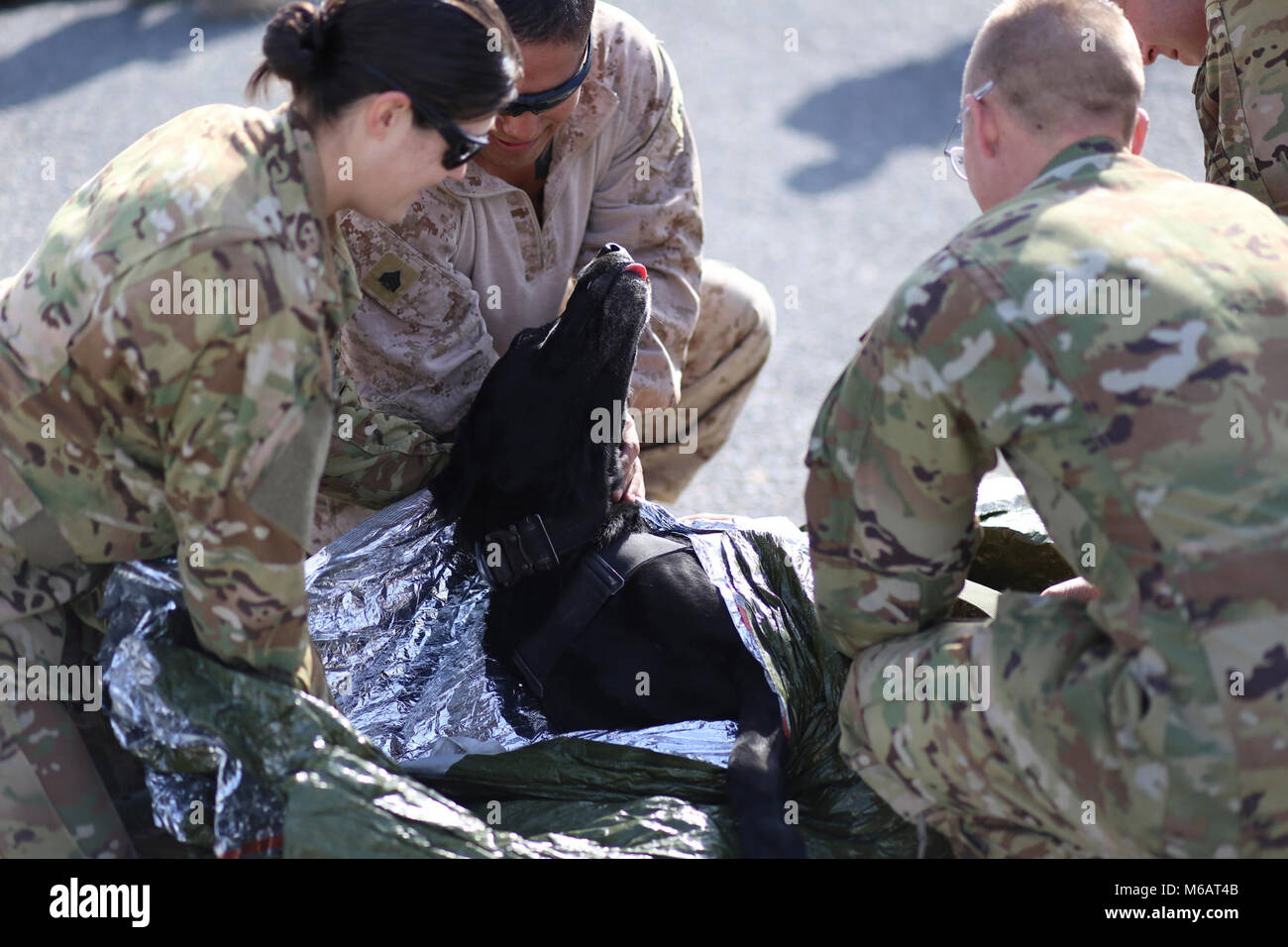 Soldiers assigned to the 1st Battalion, 244th Aviation Regiment (Assault), and Marines assigned to the 1st Law Enforcement Battalion, I Marine Expeditionary Force secure Specialized Search Dog Red to a litter during medical evacuation training Jan. 18, 2018 at Camp Buehring. The SSD is one of the four types of Military Working Dogs that work with their Marine handlers to detect Improvised Explosive Devices, explosive components, and weapon caches. This joint training familiarizes flight medics with proper transport and triage of MWDs, injured handlers and patients, which falls in line with the Stock Photo