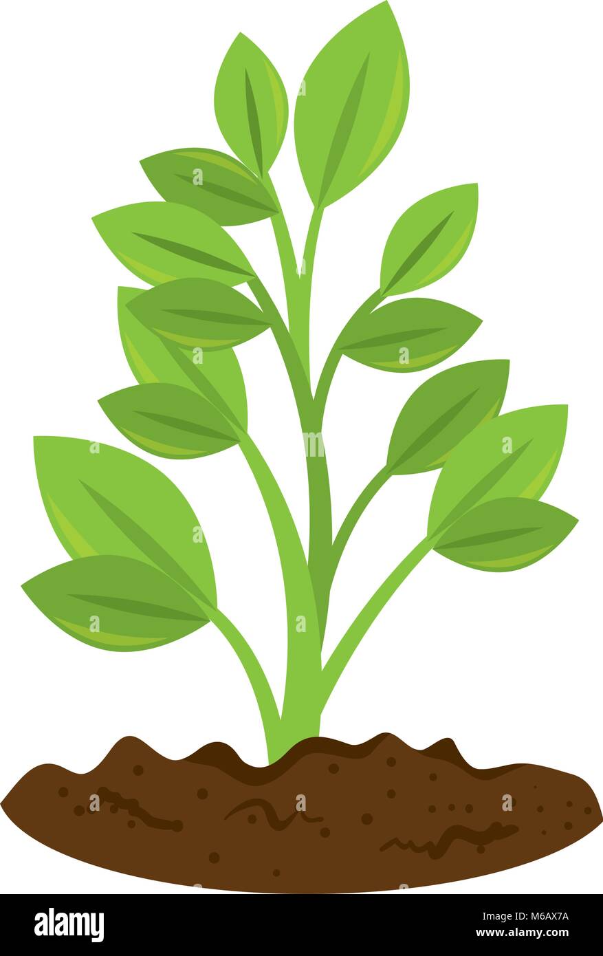 beautiful tree plant cultivated Stock Vector Image & Art - Alamy