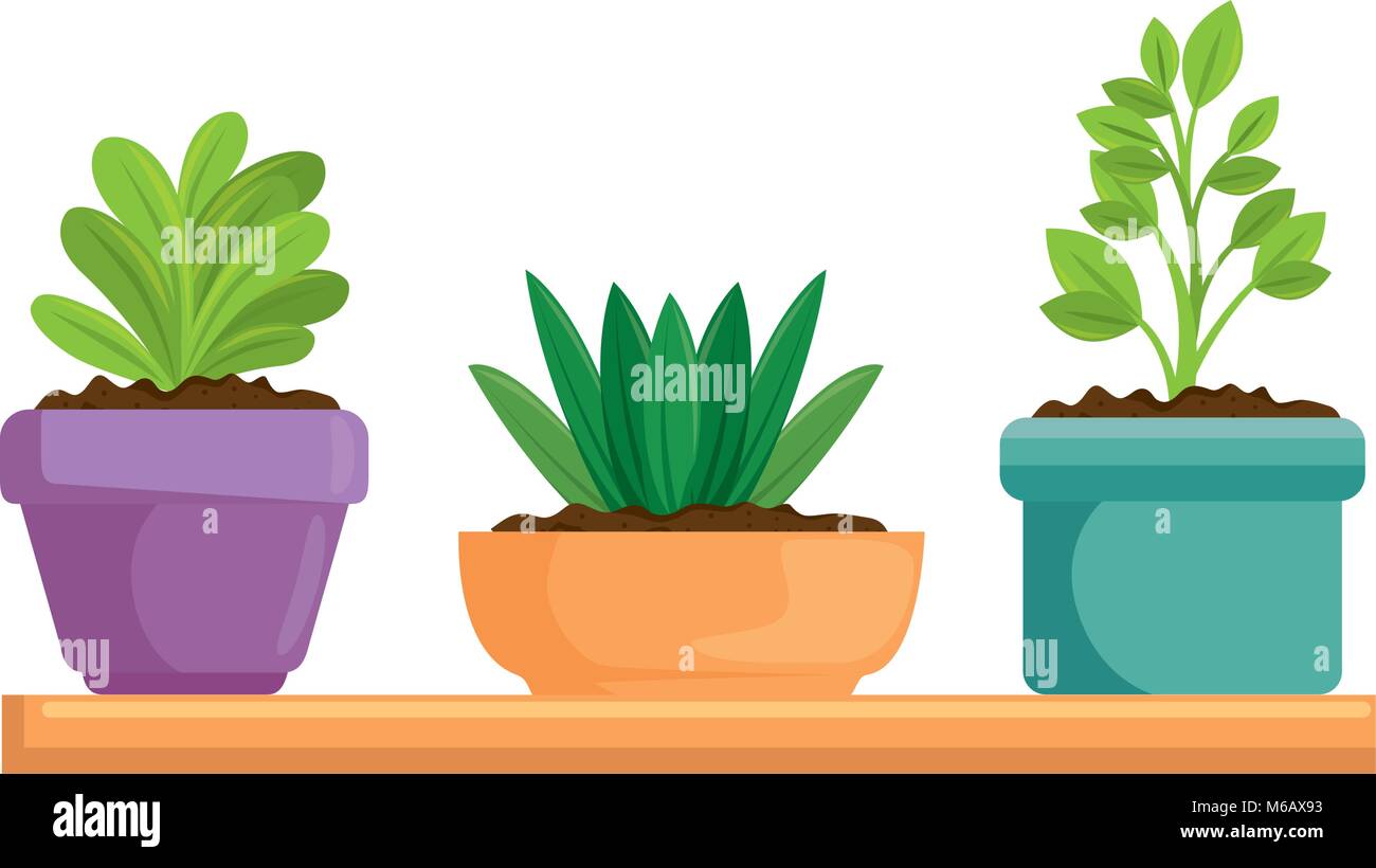 beautiful houseplants set in wooden shelf Stock Vector Image & Art - Alamy