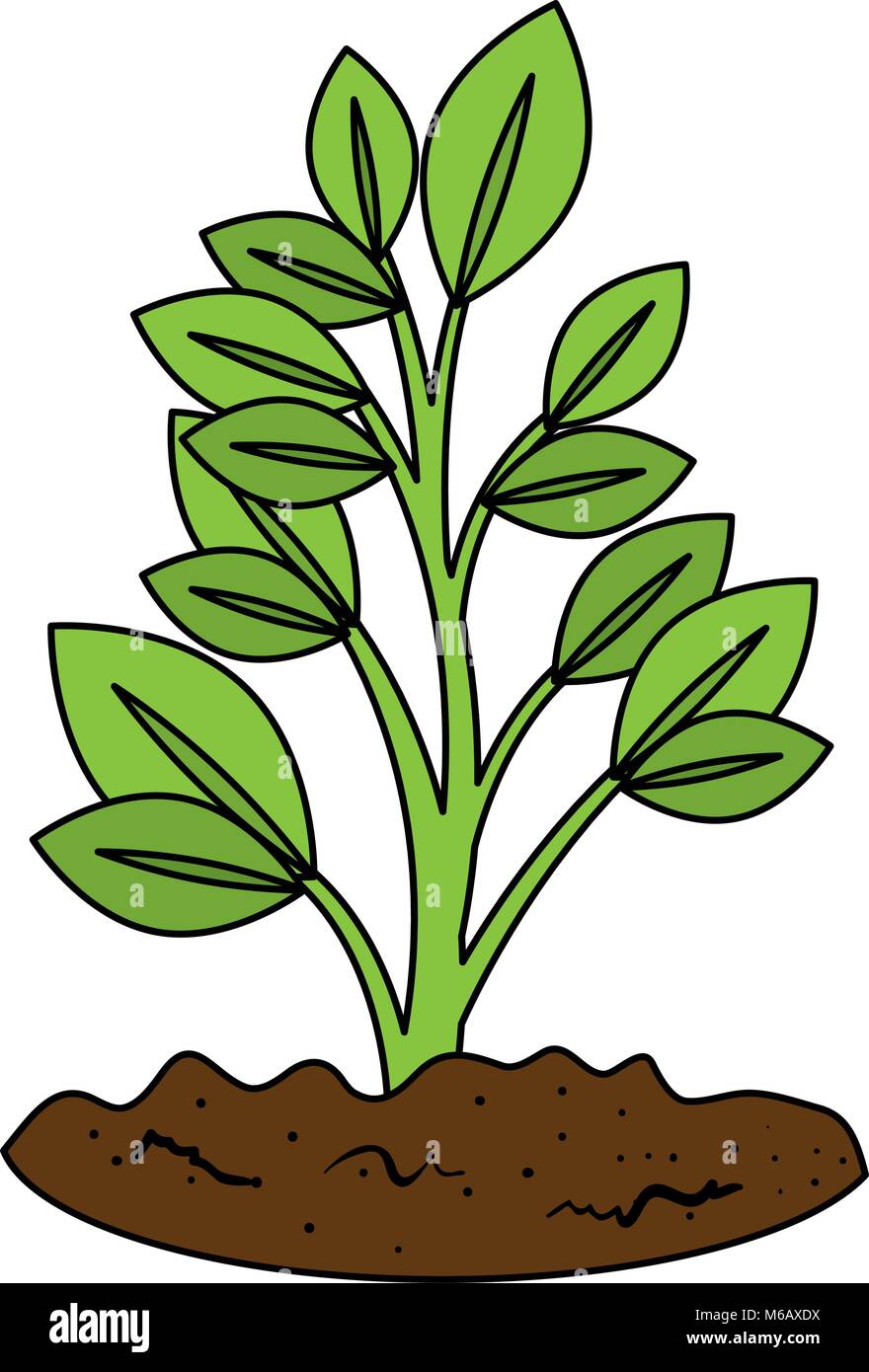 beautiful tree plant cultivated Stock Vector Image & Art - Alamy