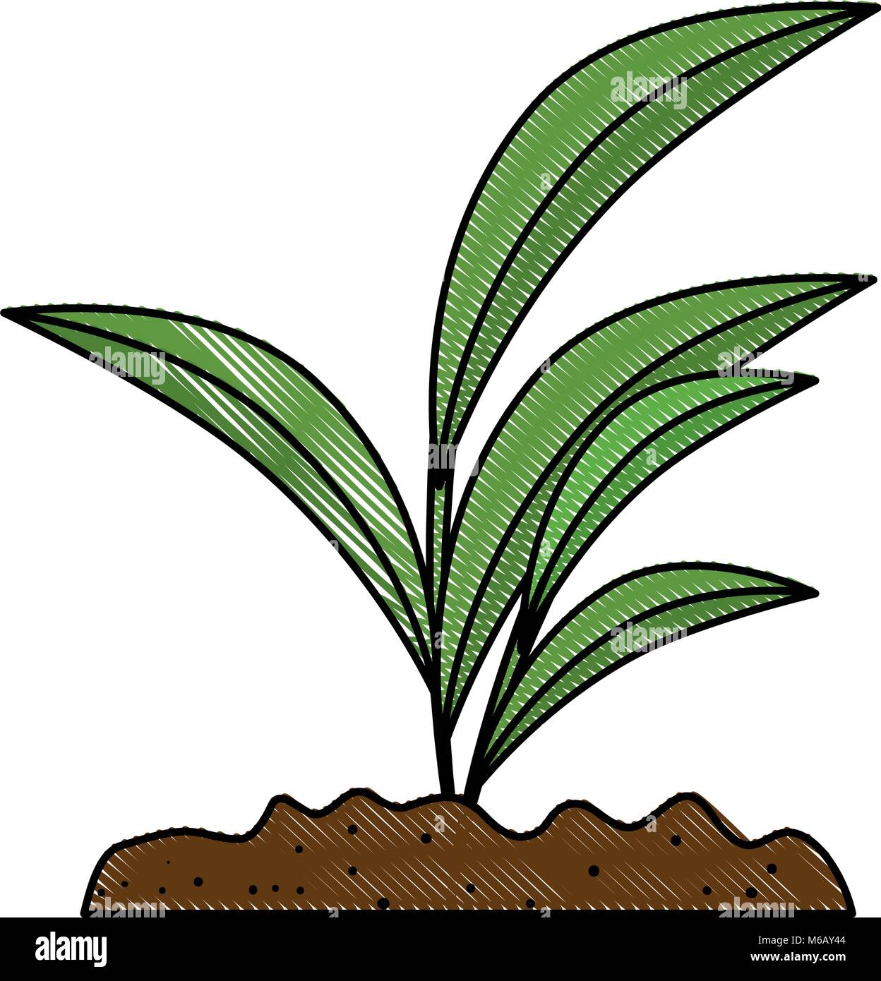 beautiful tree plant cultivated Stock Vector Image & Art - Alamy