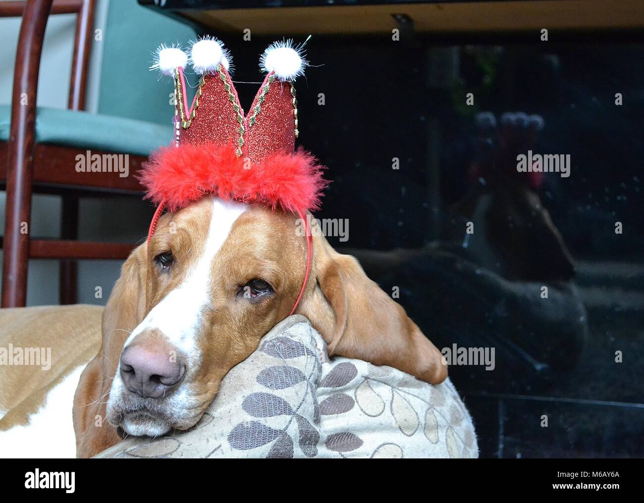 Beloved family pet basset hound Scout Stock Photo Alamy