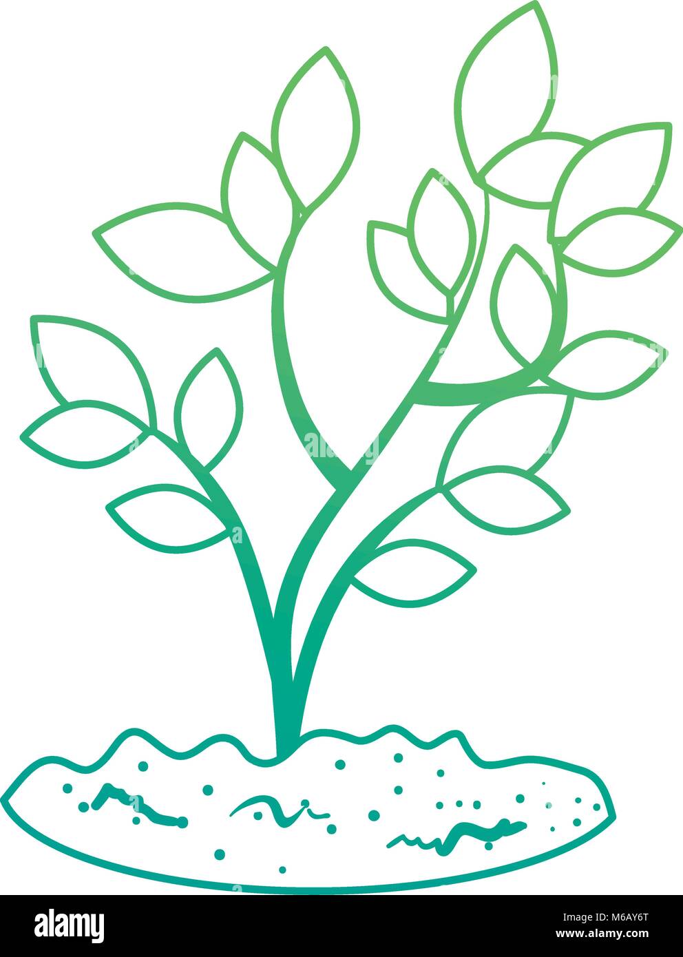 beautiful tree plant cultivated Stock Vector Image & Art - Alamy