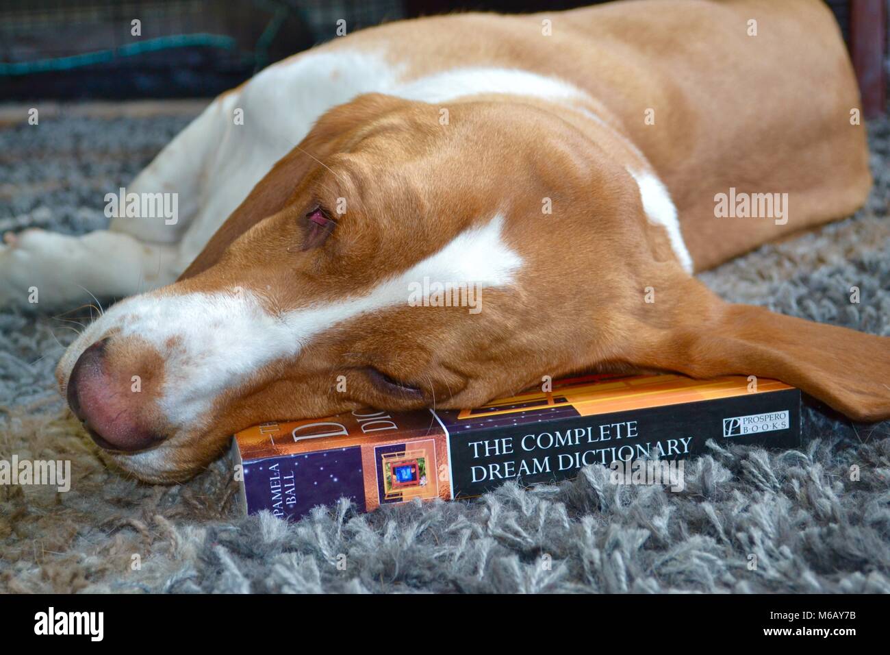 Beloved family pet basset hound Scout Stock Photo Alamy