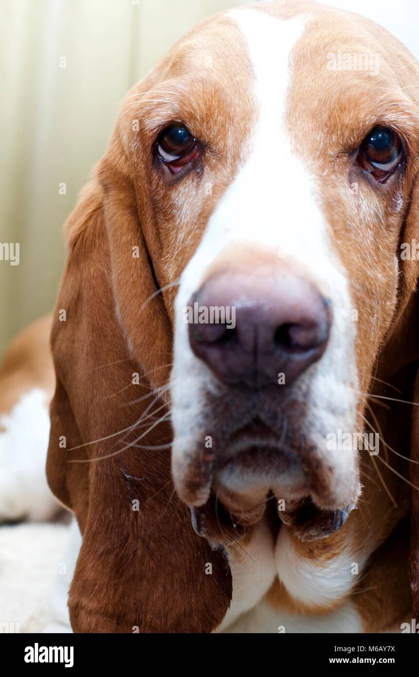 Beloved family pet basset hound Scout Stock Photo Alamy