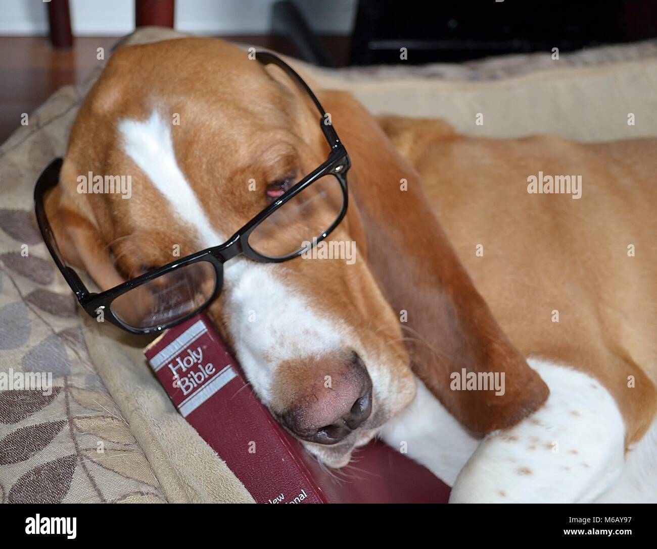 Beloved family pet basset hound Scout Stock Photo Alamy