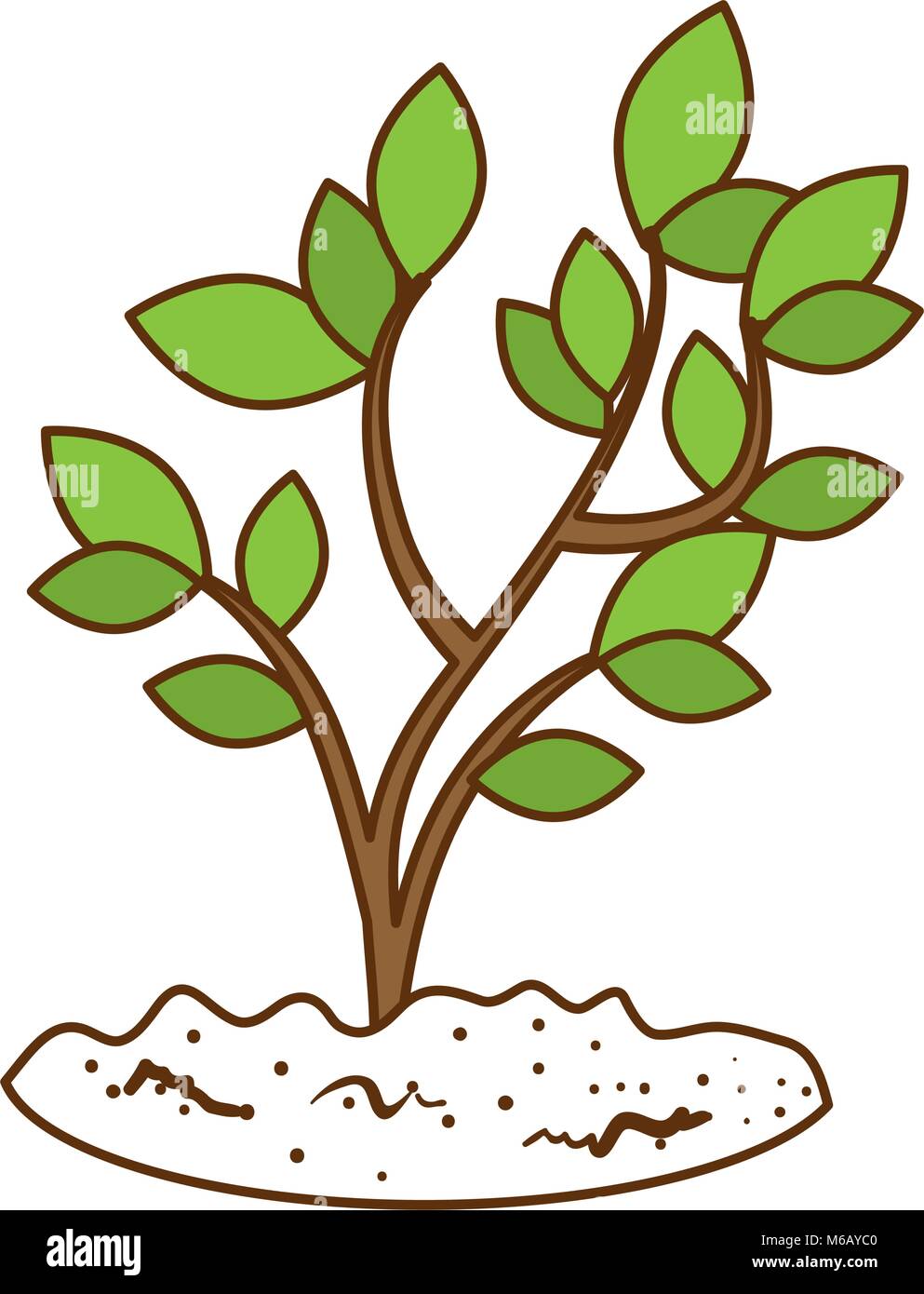 beautiful tree plant cultivated Stock Vector Image & Art - Alamy