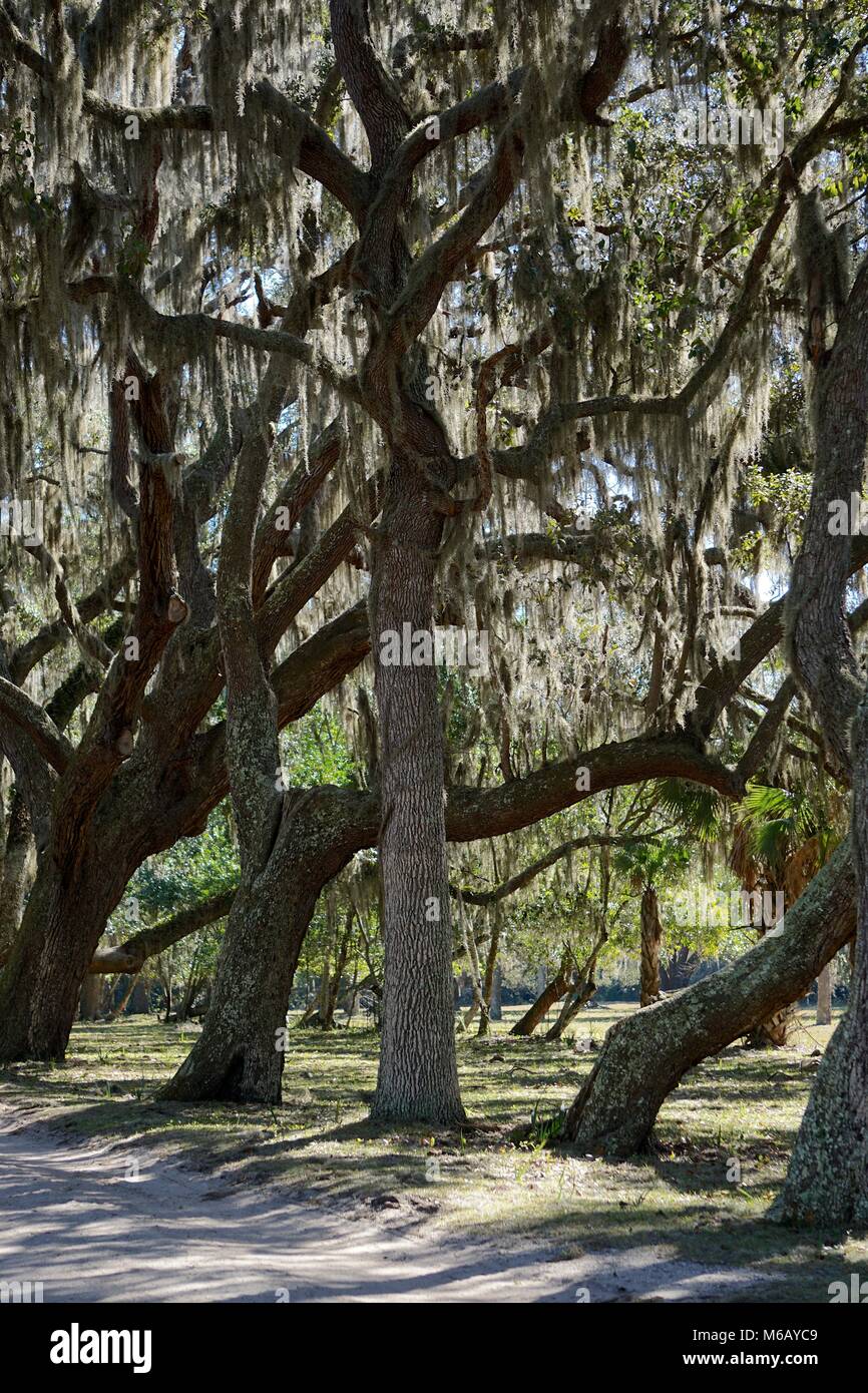 Southern live oaks (Quercus virginiana)draped with strands of Spanish