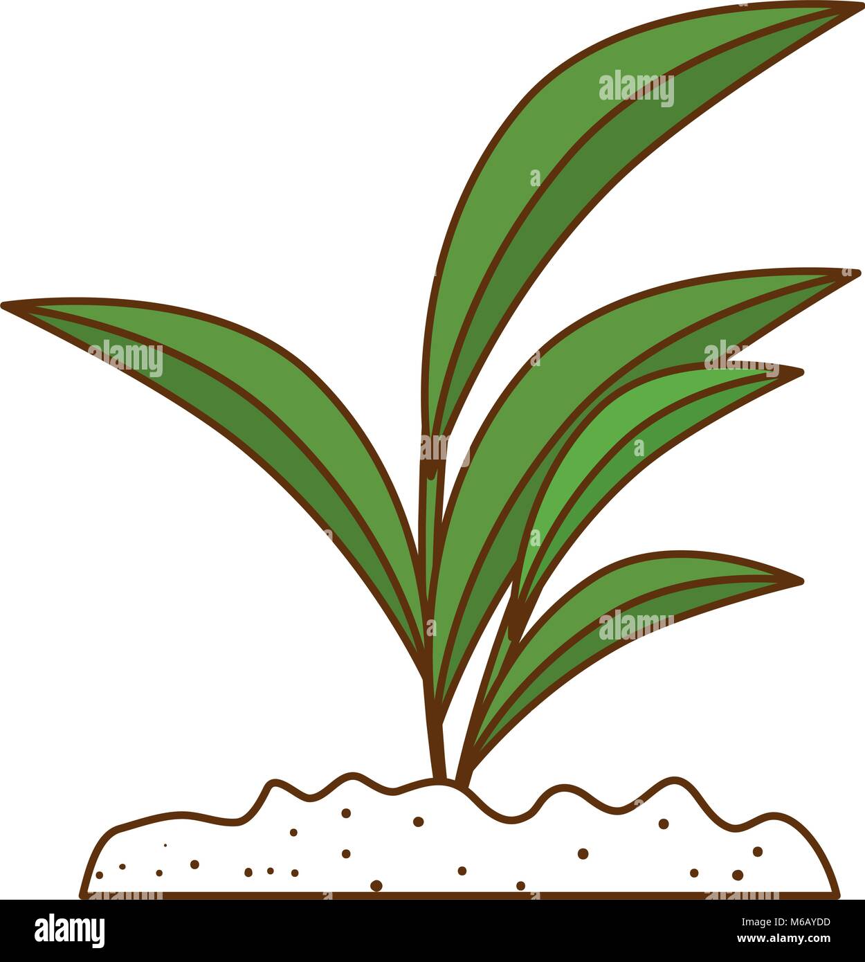 beautiful tree plant cultivated Stock Vector Image & Art - Alamy