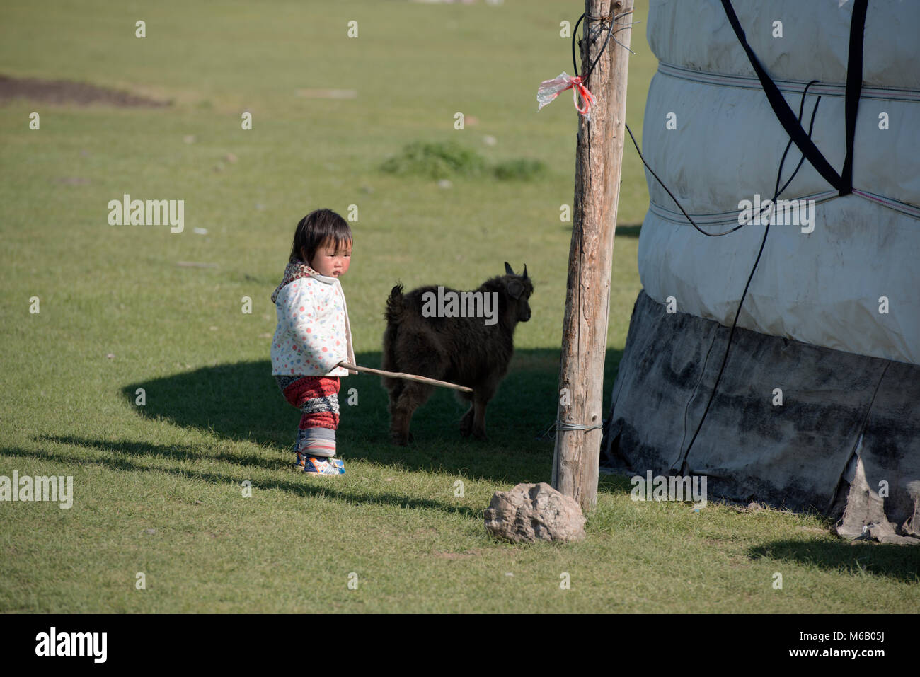 Mongolian nomad children learn to herd animals as soon as they can walk ...