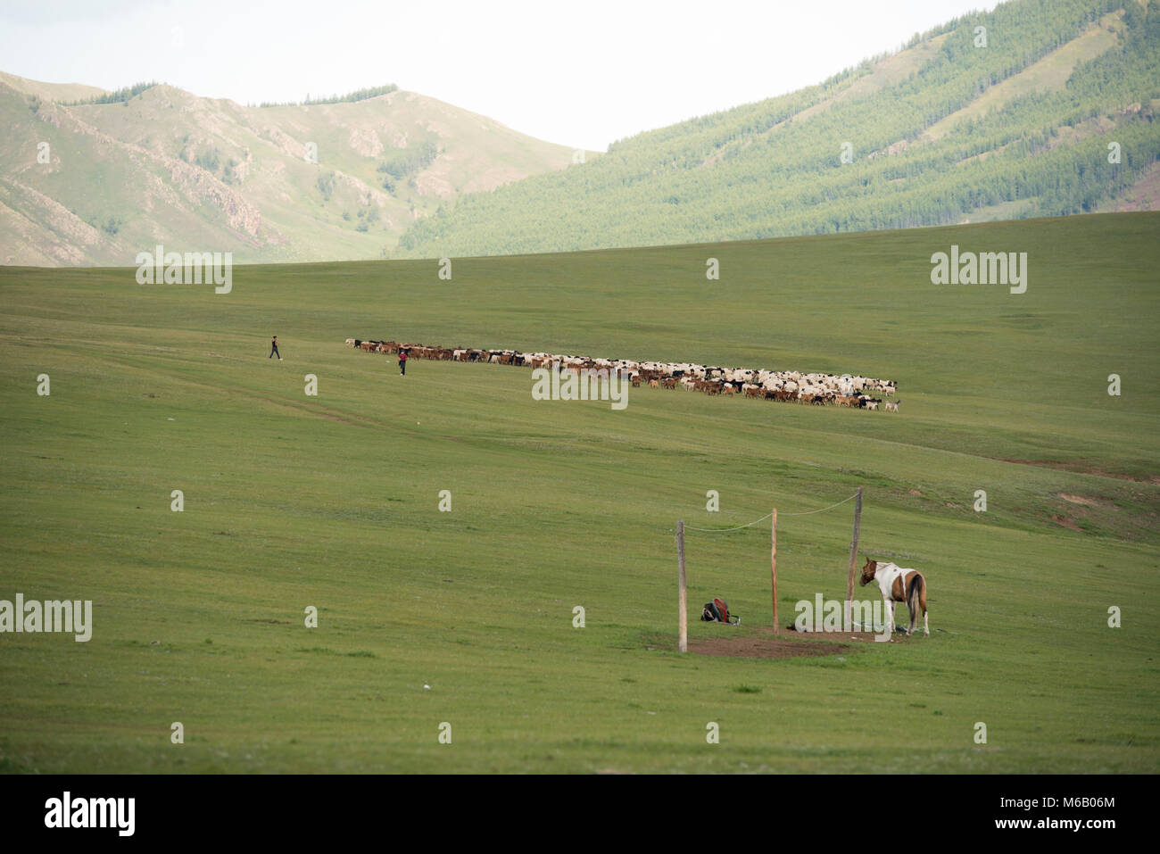 Mongolian men herding their cattle over the vast steppe. Gorkhi-Terelj ...