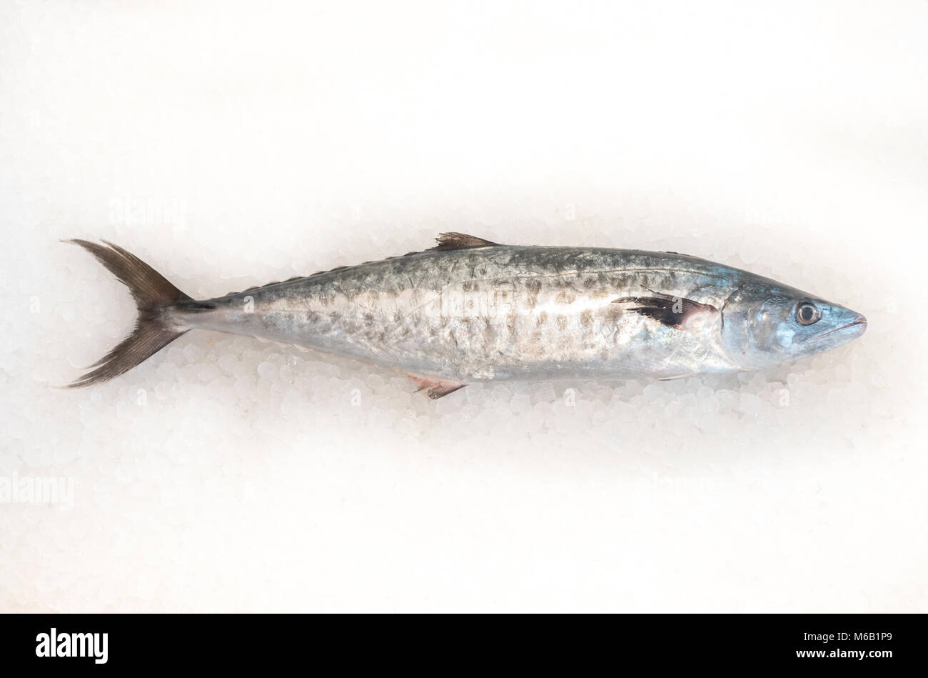 Atlantic bonito also knon as Sarda sarda or Palamida that is large mackerel-like fish Stock Photo