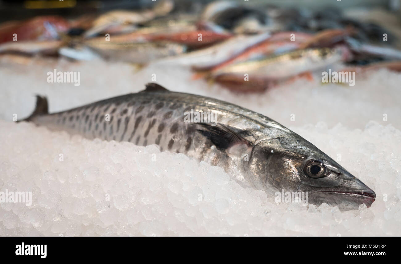 Atlantic bonito also knon as Sarda sarda large mackerel-like fish Stock Photo