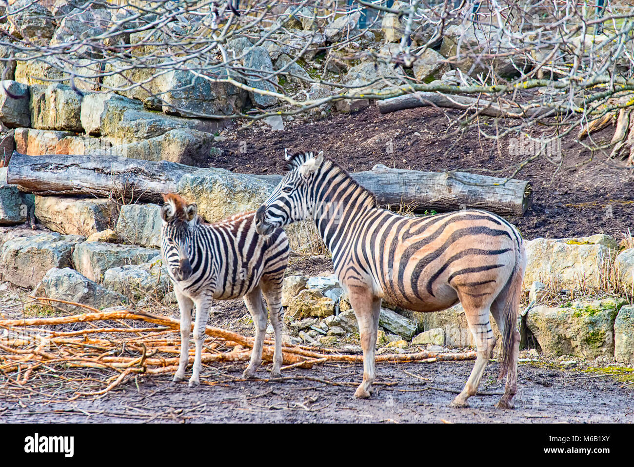 Zebra mother and child Stock Photo Alamy