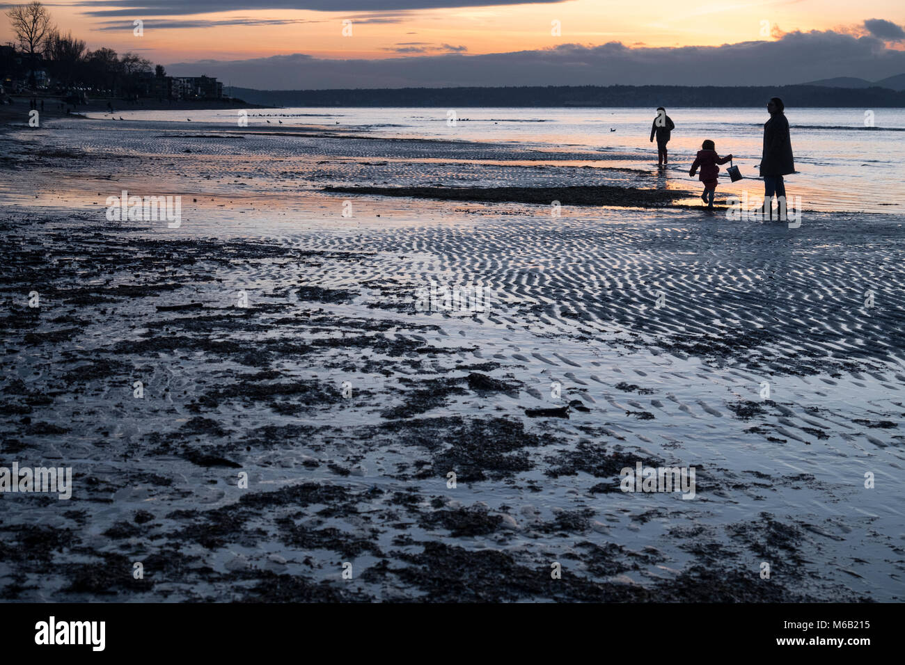 Exploring the tide flats during low tide, Alki Beach, Seattle, Washington, USA Stock Photo