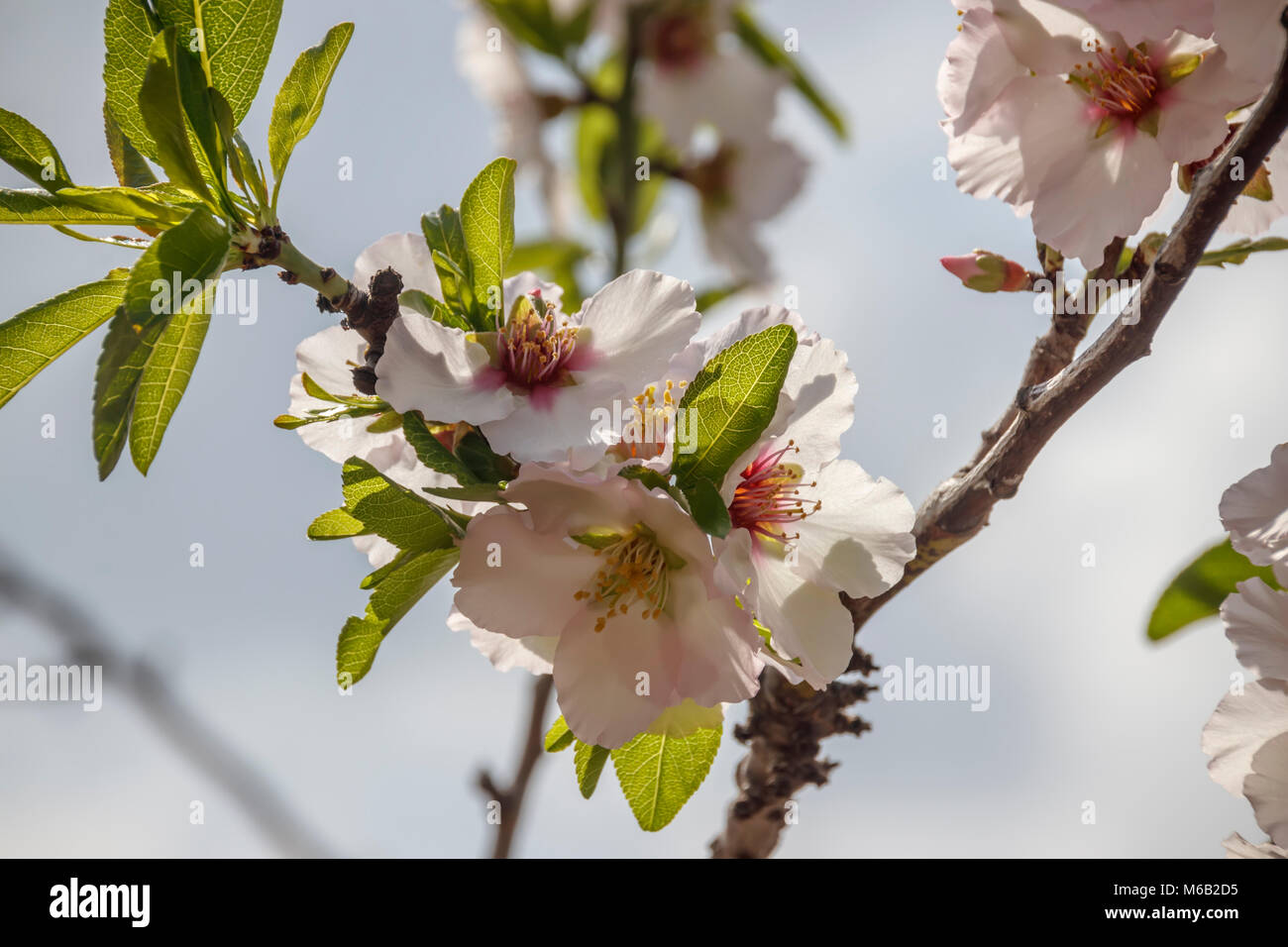 Leaves and flowers of the almond tree in the counter light Stock Photo