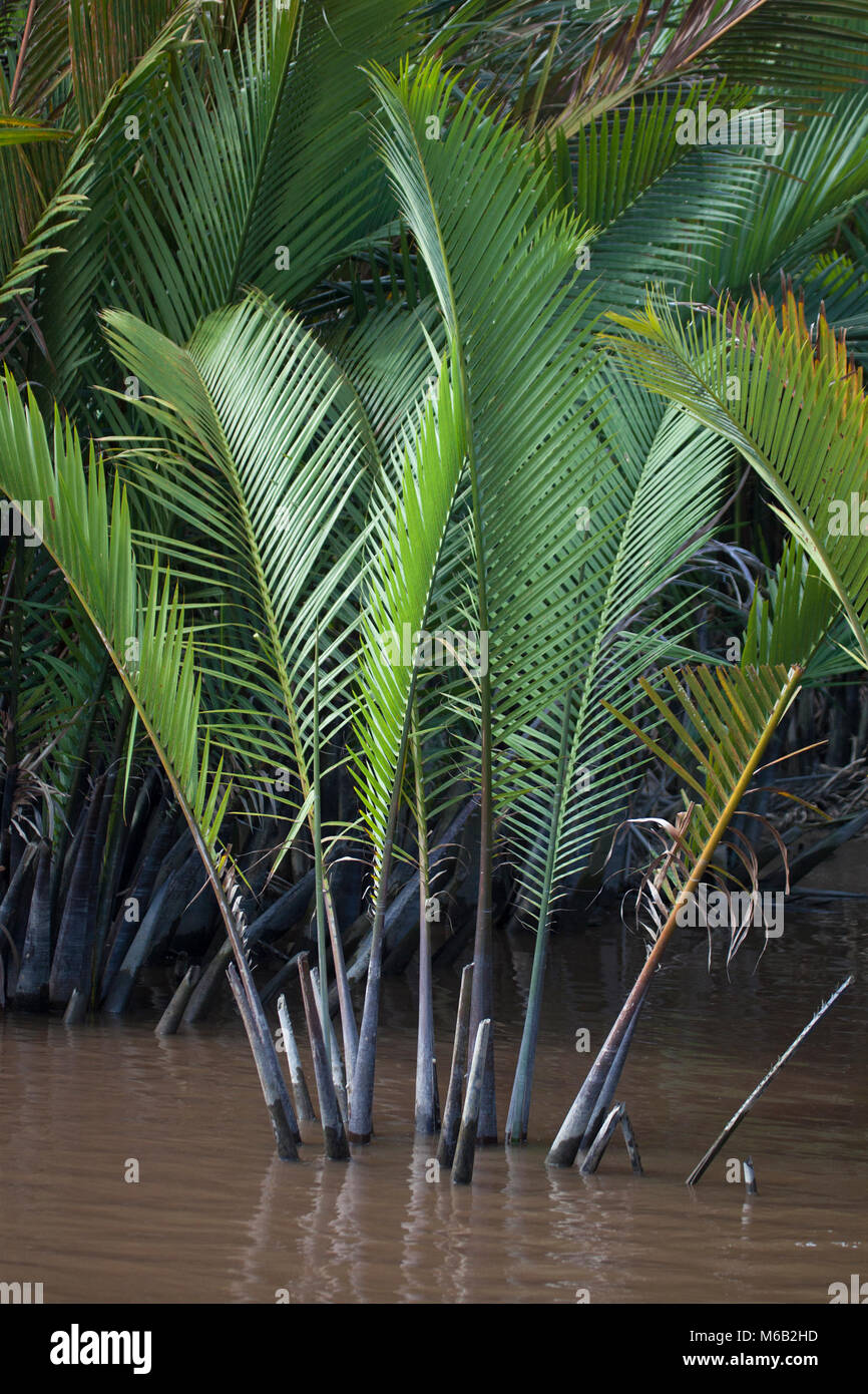 Nipa palms (Nypa fruticans) growing along the Sekonyer River in Central Kalimantan on Borneo Stock Photo