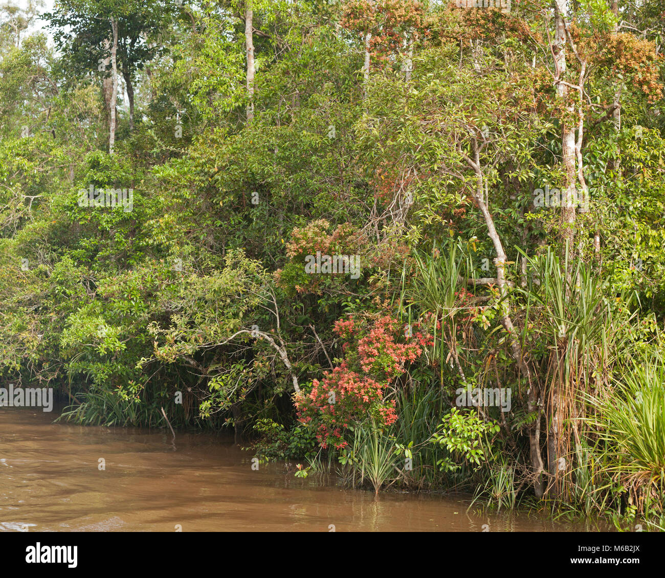 Tropical rainforest trees at water’s edge along the Sekonyer River in Indonesian Borneo Stock Photo