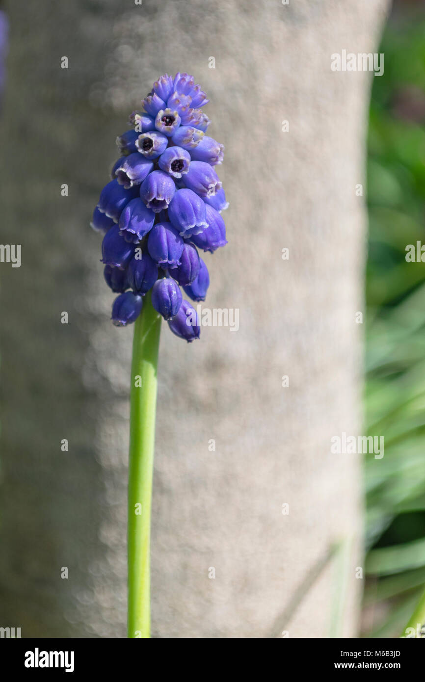 closeup of blue grape hyacinth flower in front of an out of focus tree trunk Stock Photo