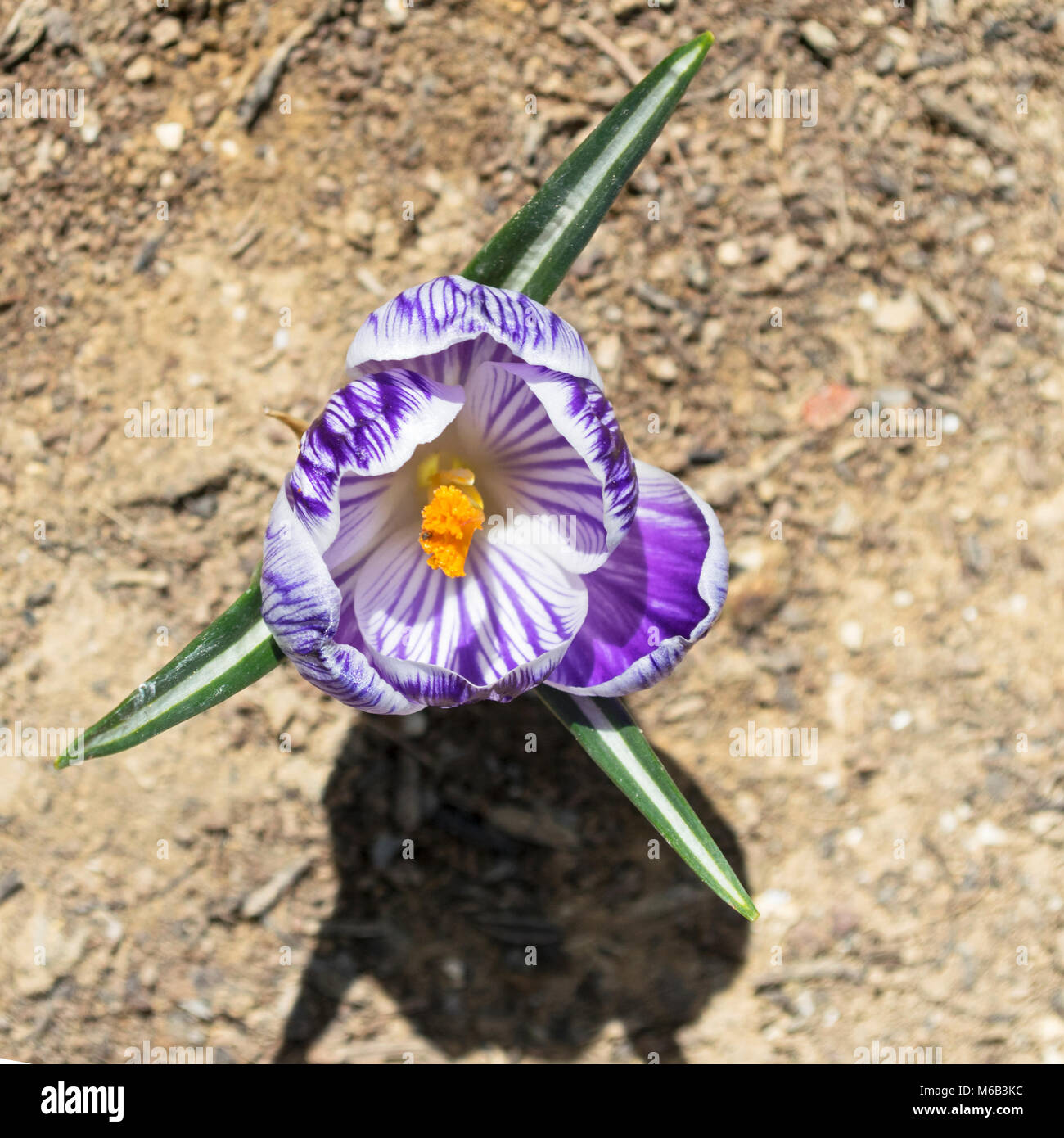 Purple and white striped flower hi-res stock photography and images - Alamy