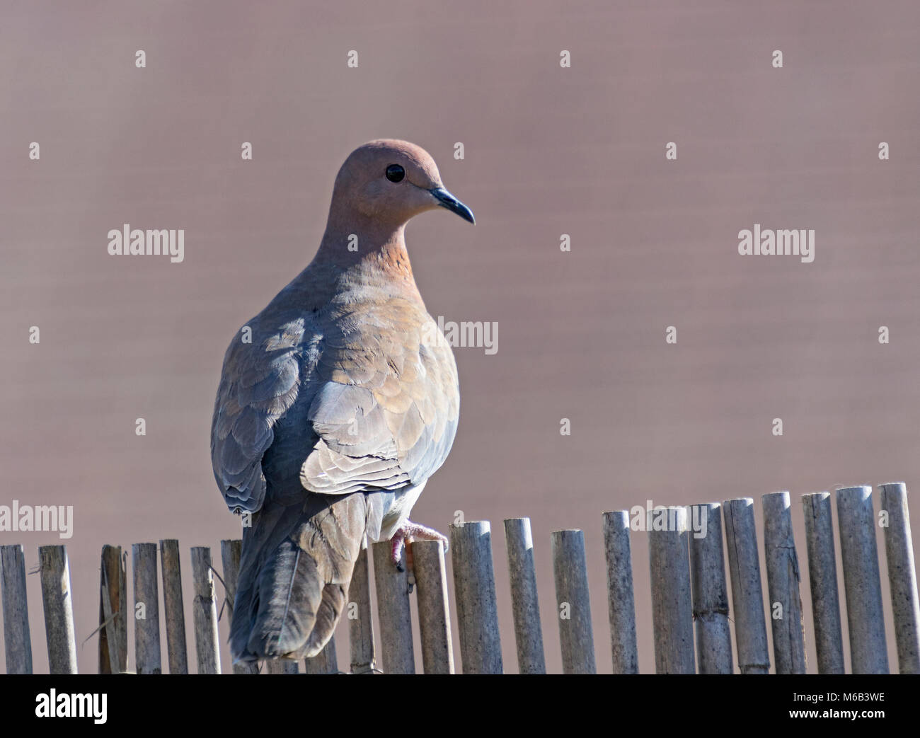 back view of a colorful fat laughing dove Spilopelia senegalensis perched on a shabby old bamboo fence with a blurred pink background Stock Photo