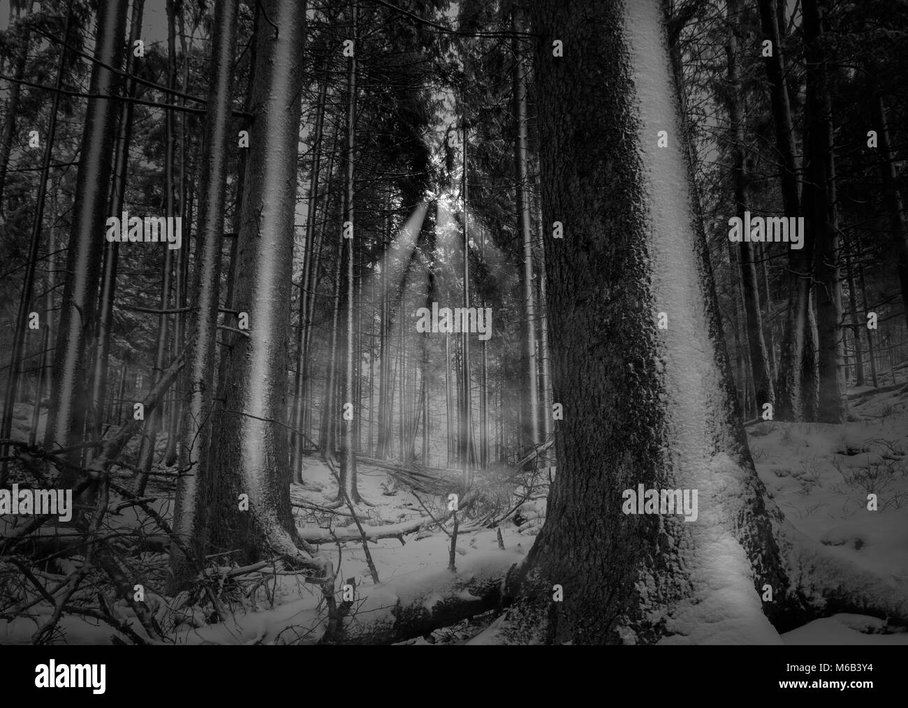 Black white photo foggy forest hi-res stock photography and images - Alamy