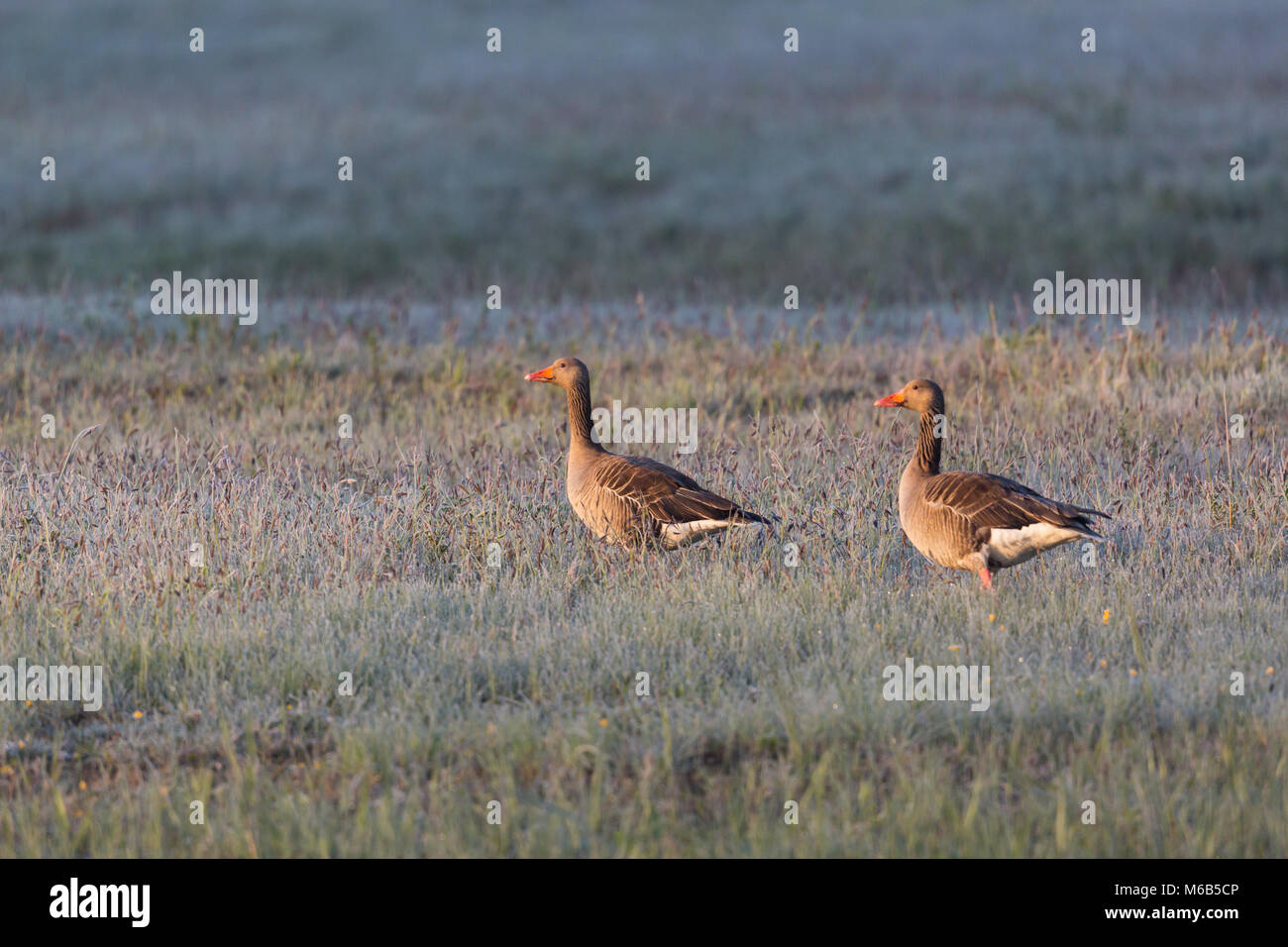 two natural gray geese (anser anser) walking in frozen meadow in morning light Stock Photo