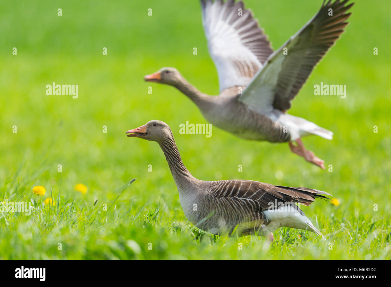 two natural gray geese (anser anser) taking off from green meadow Stock Photo