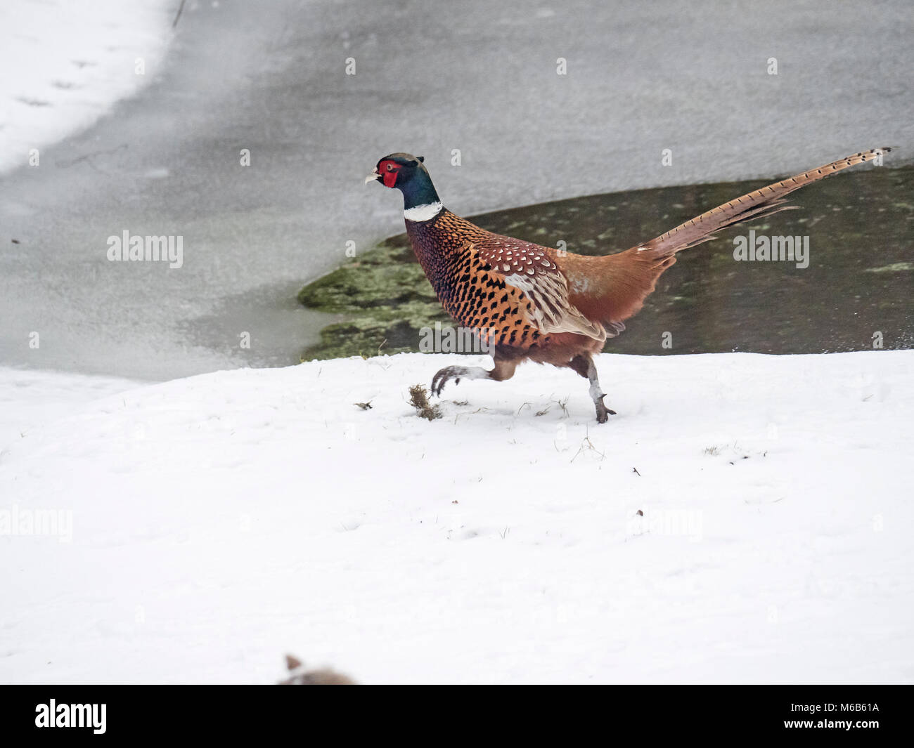 Male Pheasant Phasianus colchicus running in snow by frozen pond Stock Photo