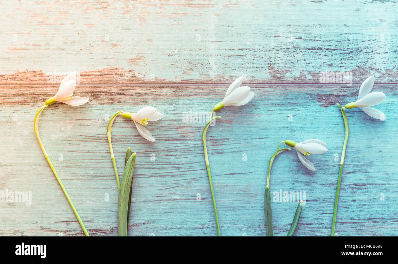 Easter background with a small white snowdrops, the first spring flowers on a blue wooden background. Top view with copy space. Easter, hello spring c Stock Photo