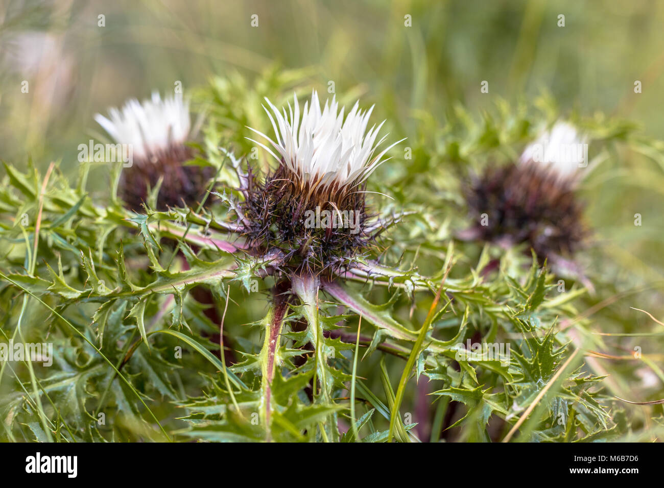 Stemless carline thistle (Carlina Acaulis) or silver thistle flowers Stock Photo