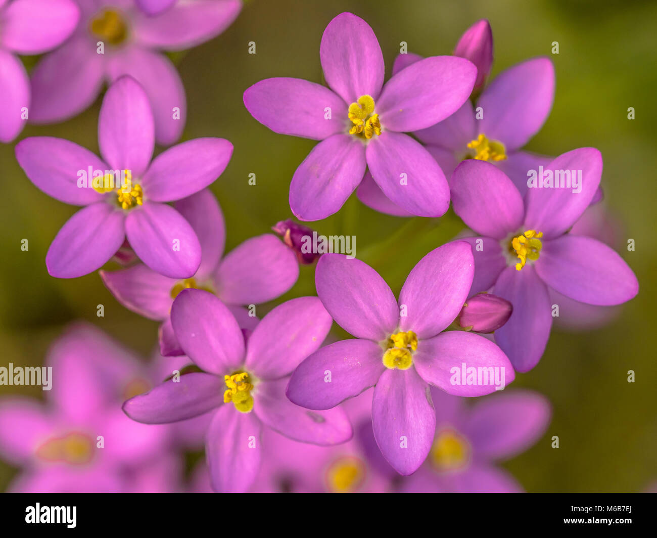 Centaurium flowers (Centaurium littorale) close up with green background Stock Photo