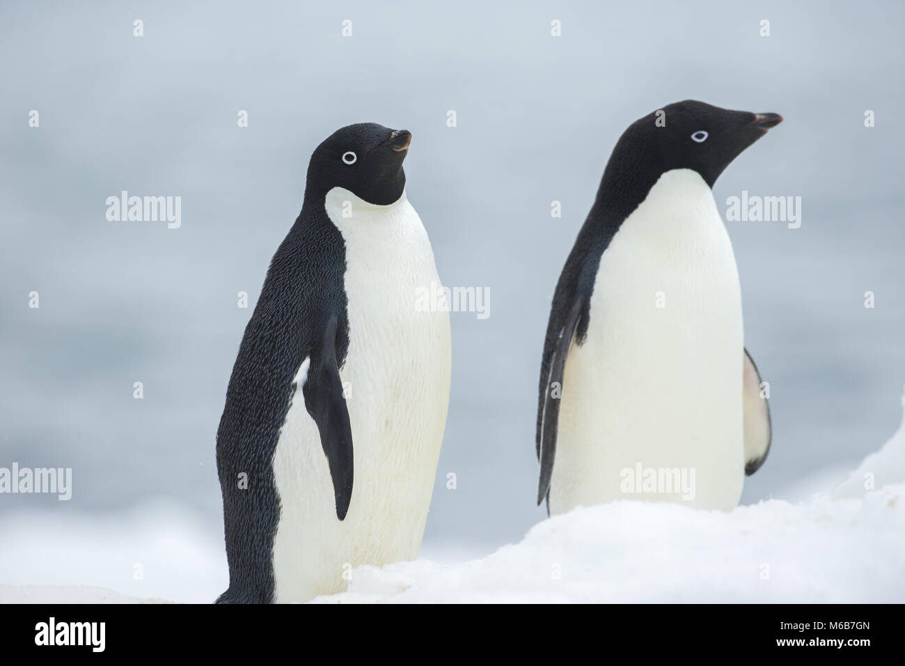 Antarctic penguin hi-res stock photography and images - Alamy