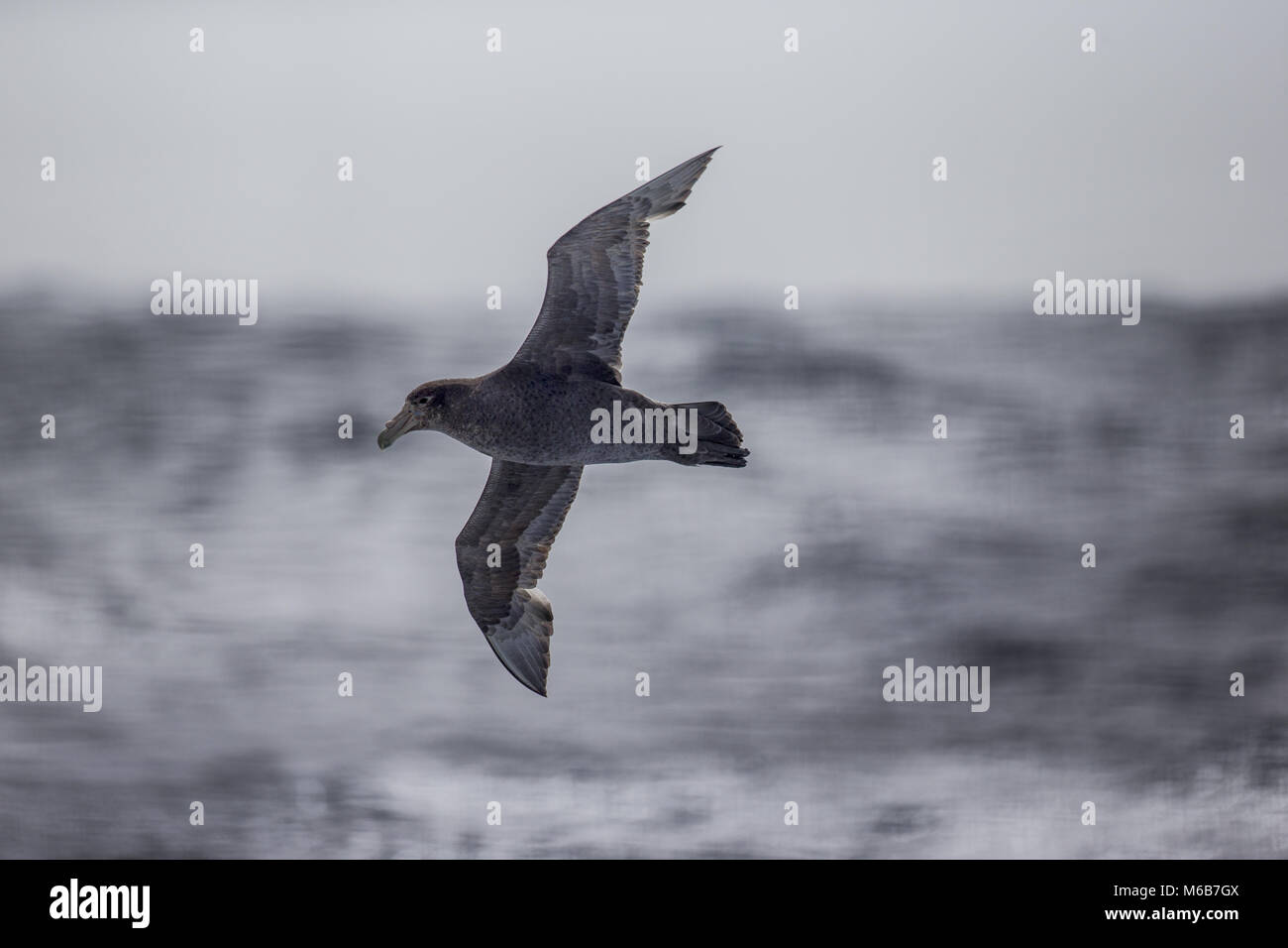 Southern Giant Petrel (Macronectes giganteus) in the Southern Ocean Stock Photo