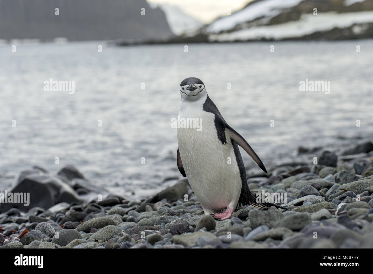 Chinstrap Penguin (Pygoscelis antarcticus) on the Antarctic Peninsula Stock Photo