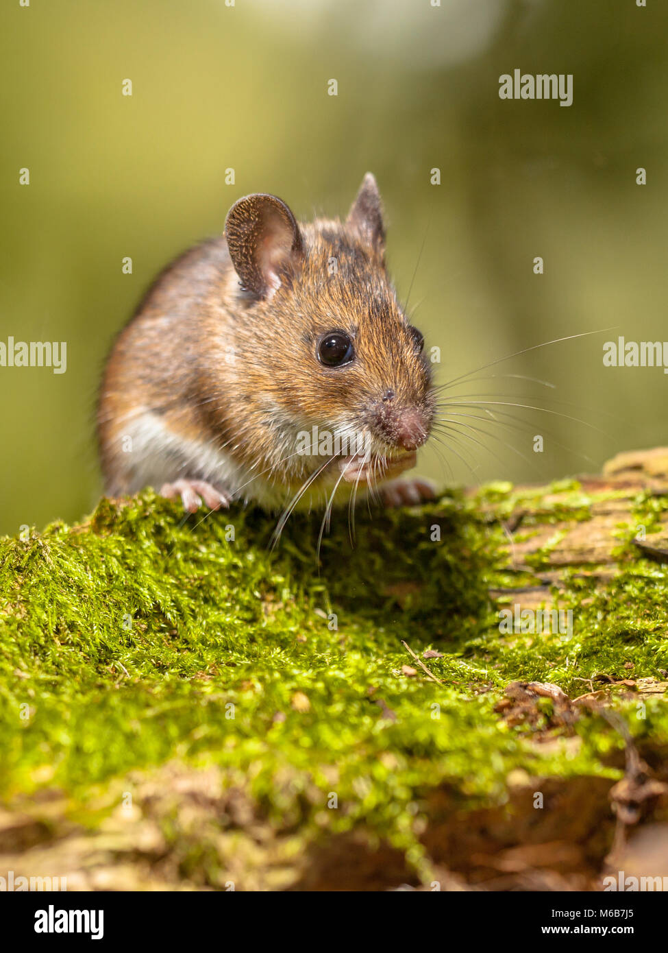 Wood Mouse (Apodemus sylvaticus) on mossy log with green background Stock Photo